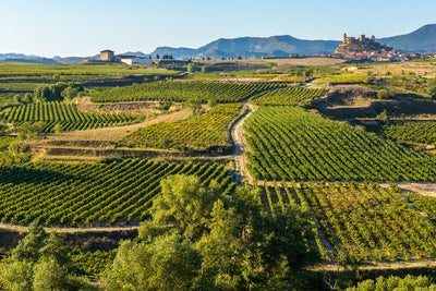 9 Iberian Nectars to Discover and Serve at the Perfect Temperature with LeChiller® Pro in 2025