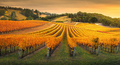 Australian Wines in 2025: Grape Varieties, Regions & Tasting Experiences with LeChiller® Pro
