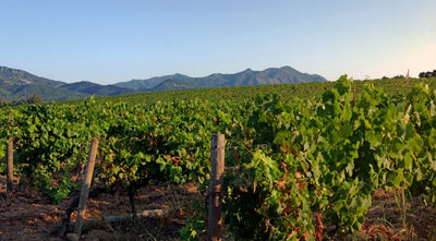 Corsican Wines: Tradition, Indigenous Grapes & Optimized Tasting in 2025